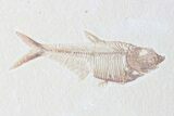 Double Diplomystus Fossil Fish Plate - Wyoming #84223-3